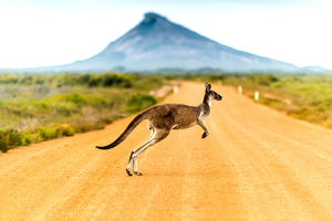 TOUR MELBOURNE – SYDNEY